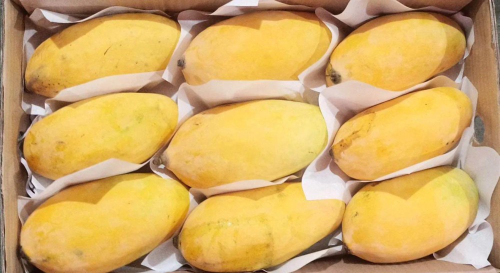 Sindhri Mangoes