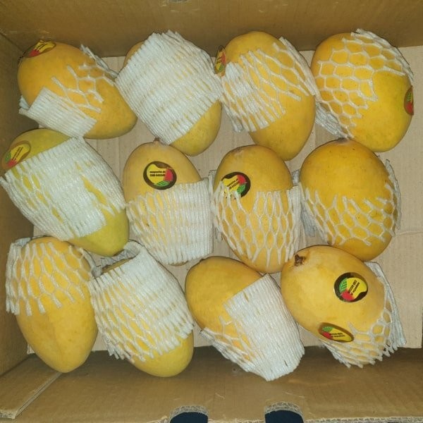 Chaunsa Mangoes